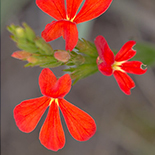 Striga asiatica